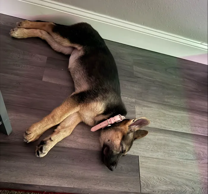 Puppy place Picture 2