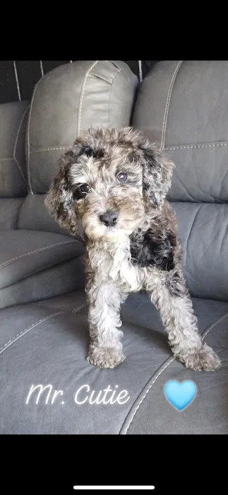 Puppy place Picture 6