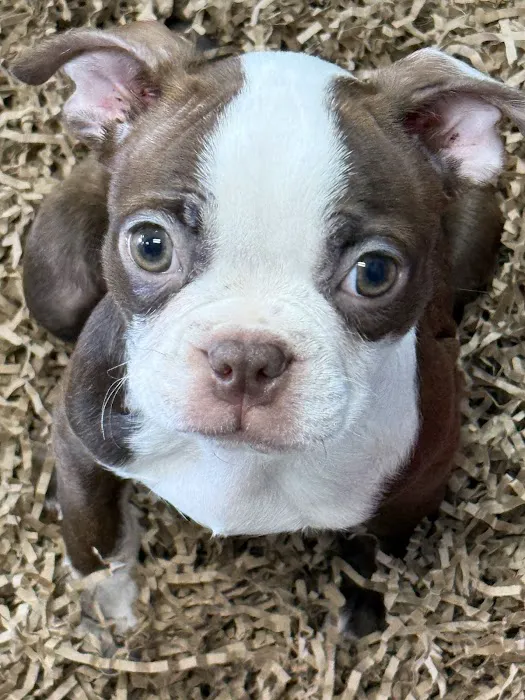 Puppy place Picture 4