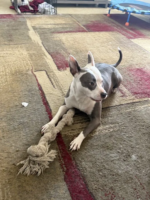 Puppy place Picture 9
