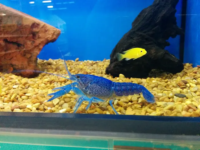 Petco Picture 4