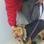 Lawton's Animal Hospital