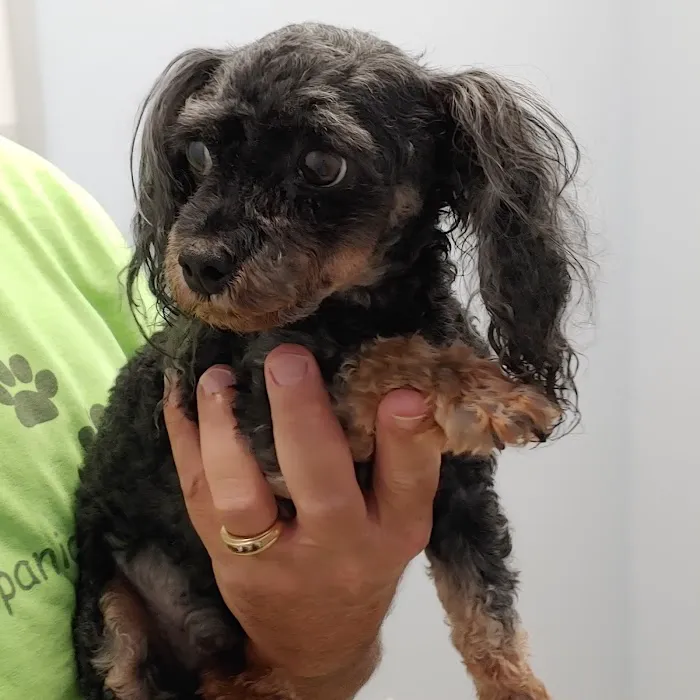 Lawton's Animal Hospital Picture 4