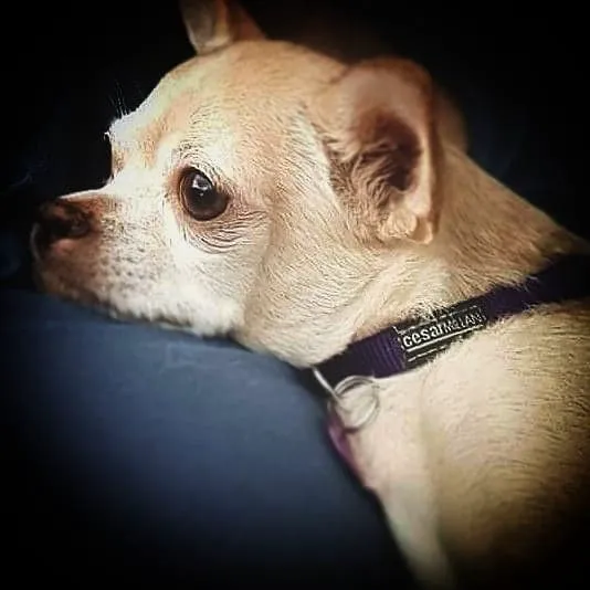 Lawton's Animal Hospital Picture 2