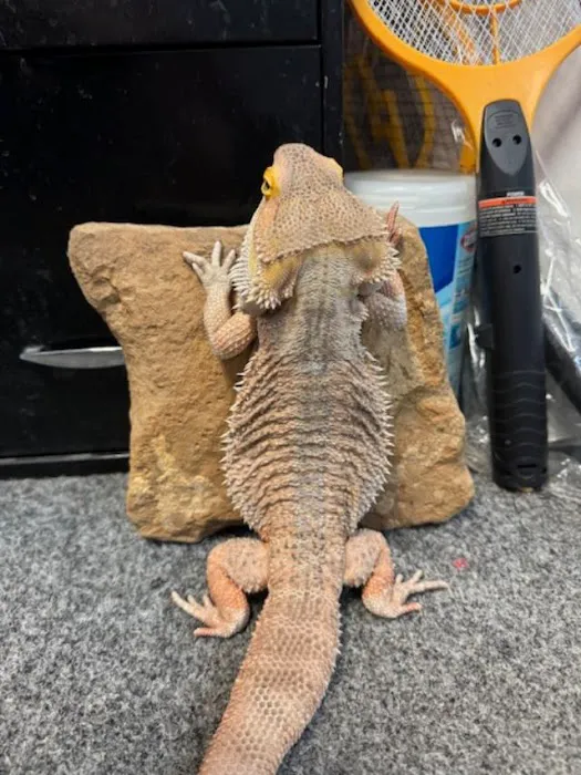 Pet Safari - In Store Shopping or CURB SIDE assistance Picture 10