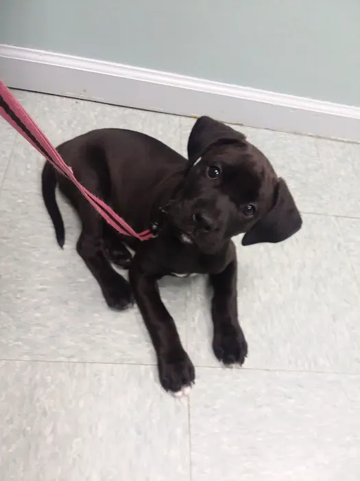 Upstate Animal Clinic Management Inc Picture 1