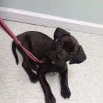 Upstate Animal Clinic Management Inc