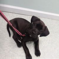 Upstate Animal Clinic Management Inc ico