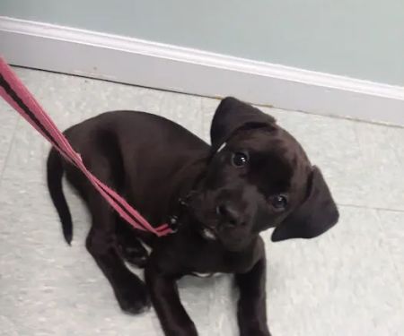 Upstate Animal Clinic Management Inc