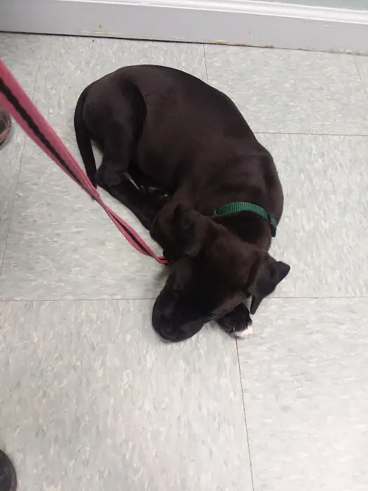 Upstate Animal Clinic Management Inc Picture 6