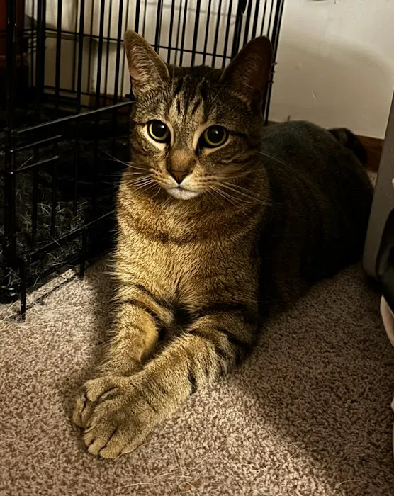 Upstate Animal Clinic Management Inc Picture 3