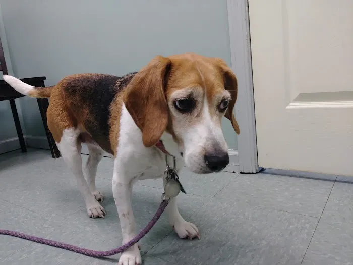 Upstate Animal Clinic Management Inc Picture 5