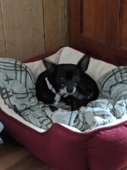 Upstate Animal Clinic Management Inc Picture 10