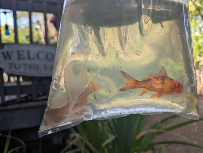 Bonsai Koi Ponds Picture 3