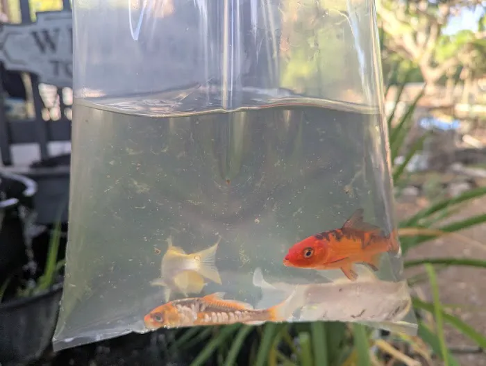 Bonsai Koi Ponds Picture 1