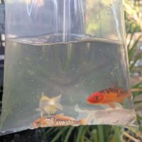 Bonsai Koi Ponds ico
