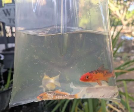 Bonsai Koi Ponds