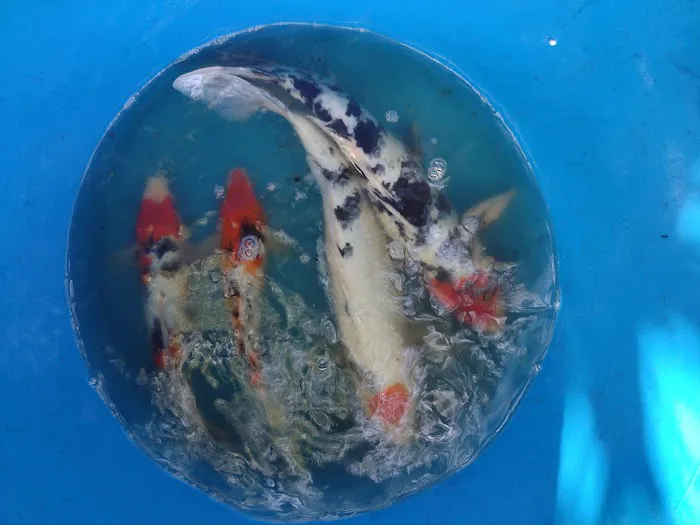 Bonsai Koi Ponds Picture 4