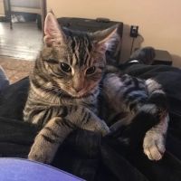 Clinton Pet Vet ico