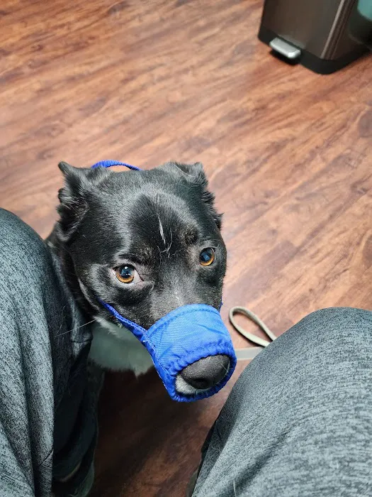 Clinton Pet Vet Picture 3