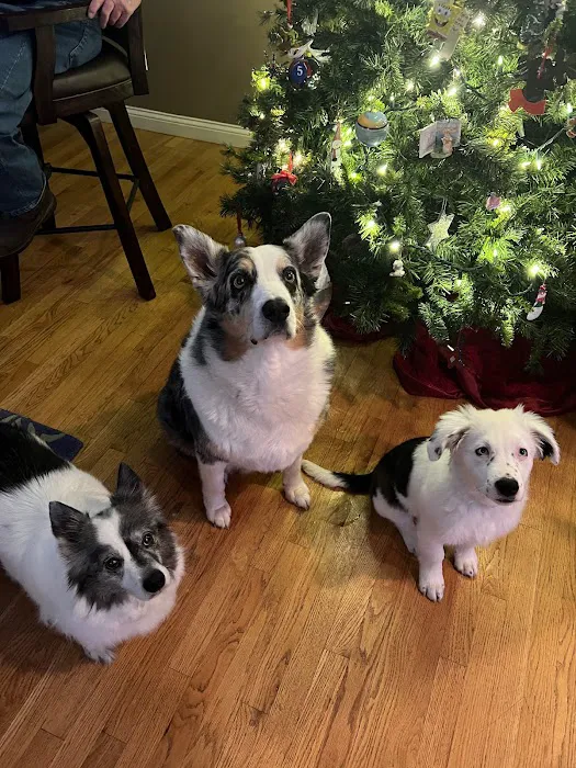 Clinton Pet Vet Picture 6