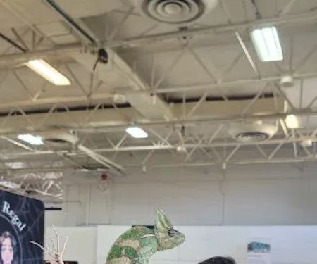 Largo Reptile Expo Show Me Reptile Show