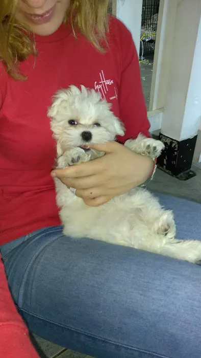 All About Puppies Picture 1
