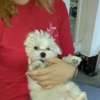 All About Puppies ico