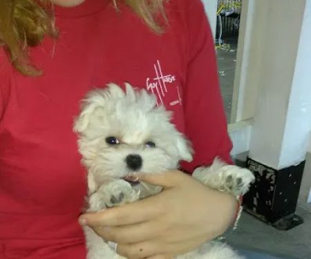 All About Puppies