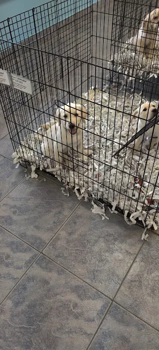 All About Puppies Picture 8