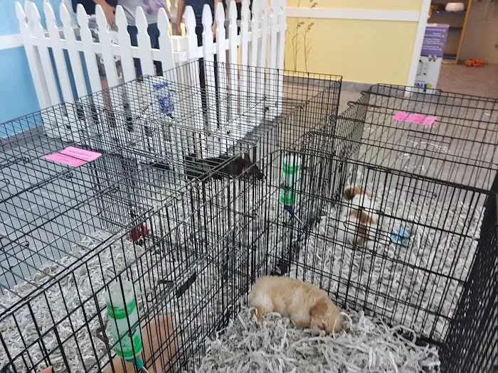 All About Puppies Picture 9