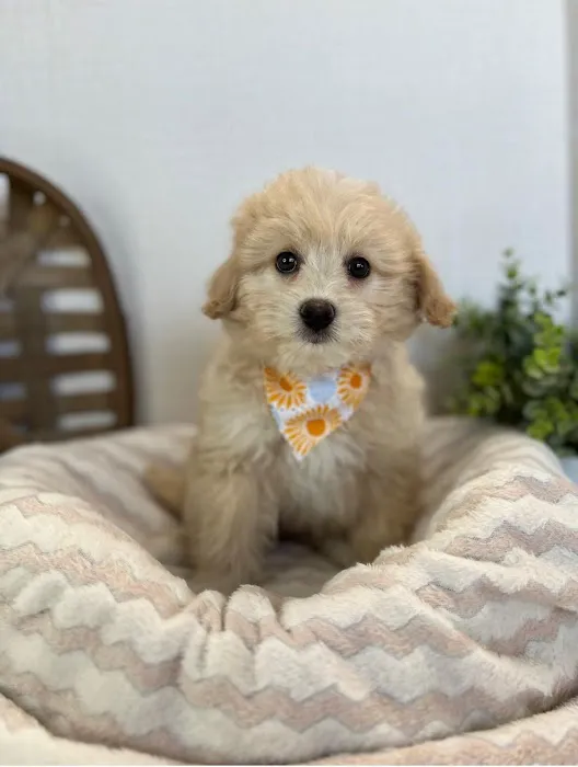All About Puppies Picture 6