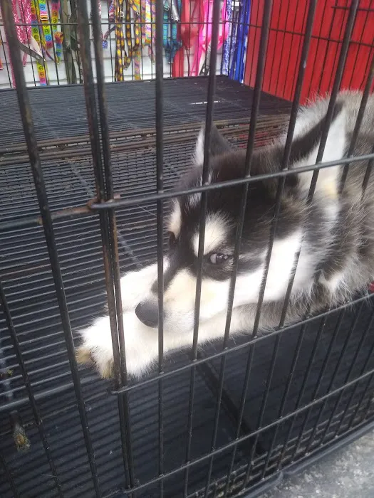 Sunshine Puppies Picture 3