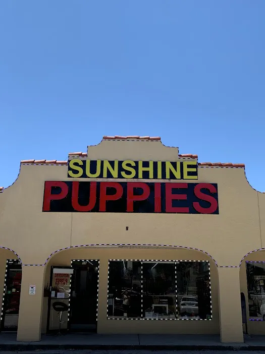 Sunshine Puppies Picture 1