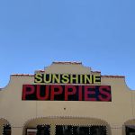 Sunshine Puppies