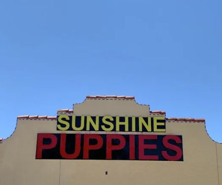 Sunshine Puppies