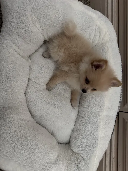 Sunshine Puppies Picture 10