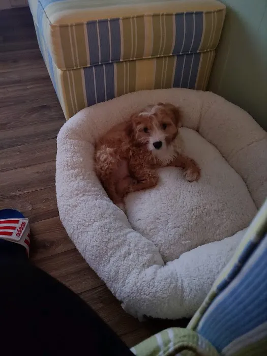 Sunshine Puppies Picture 8