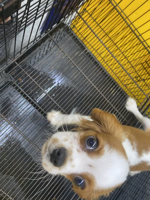 Sunshine Puppies Picture 7