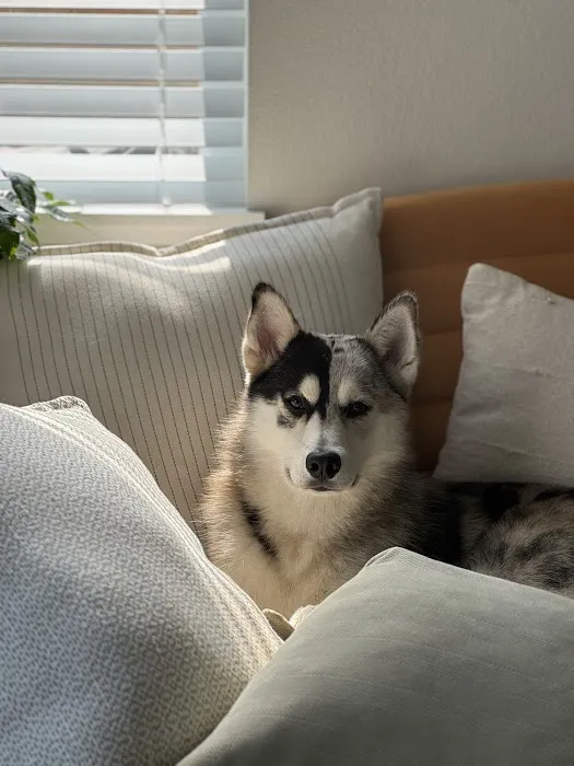 Sunshine Puppies Picture 6