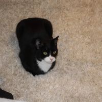 Paris Hill Cat Hospital ico
