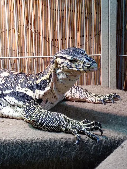 Pinellas County Reptiles Picture 9