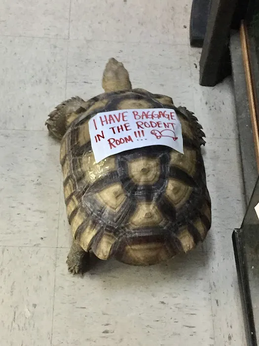 Pinellas County Reptiles Picture 3