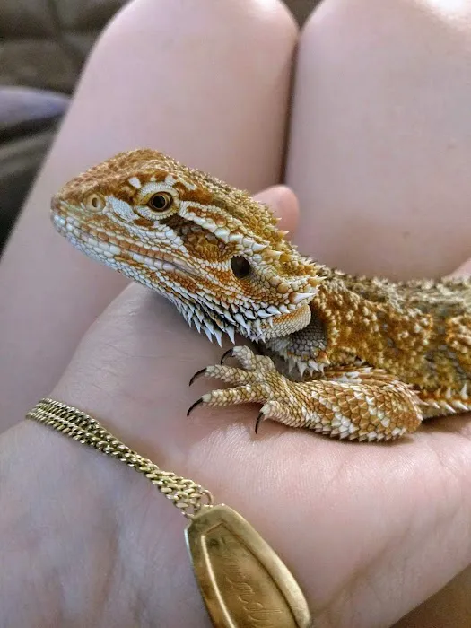Pinellas County Reptiles Picture 1