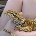 Pinellas County Reptiles