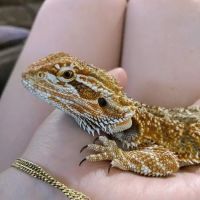 Pinellas County Reptiles ico