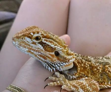 Pinellas County Reptiles