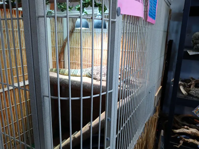 Pinellas County Reptiles Picture 8