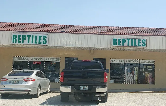 Pinellas County Reptiles Picture 7