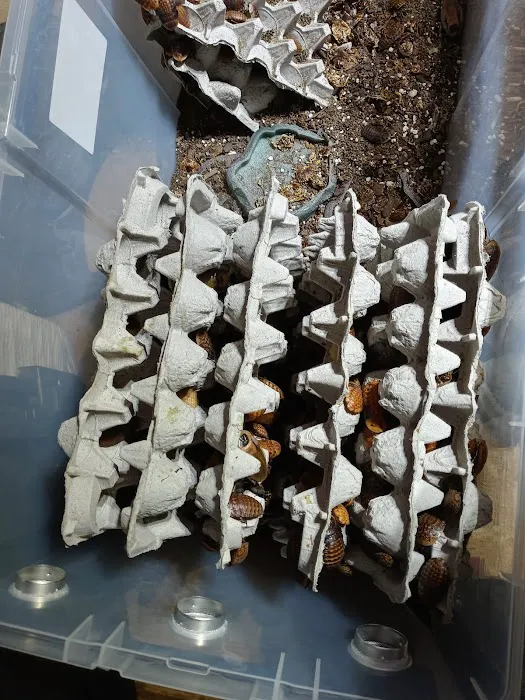 Pinellas County Reptiles Picture 4